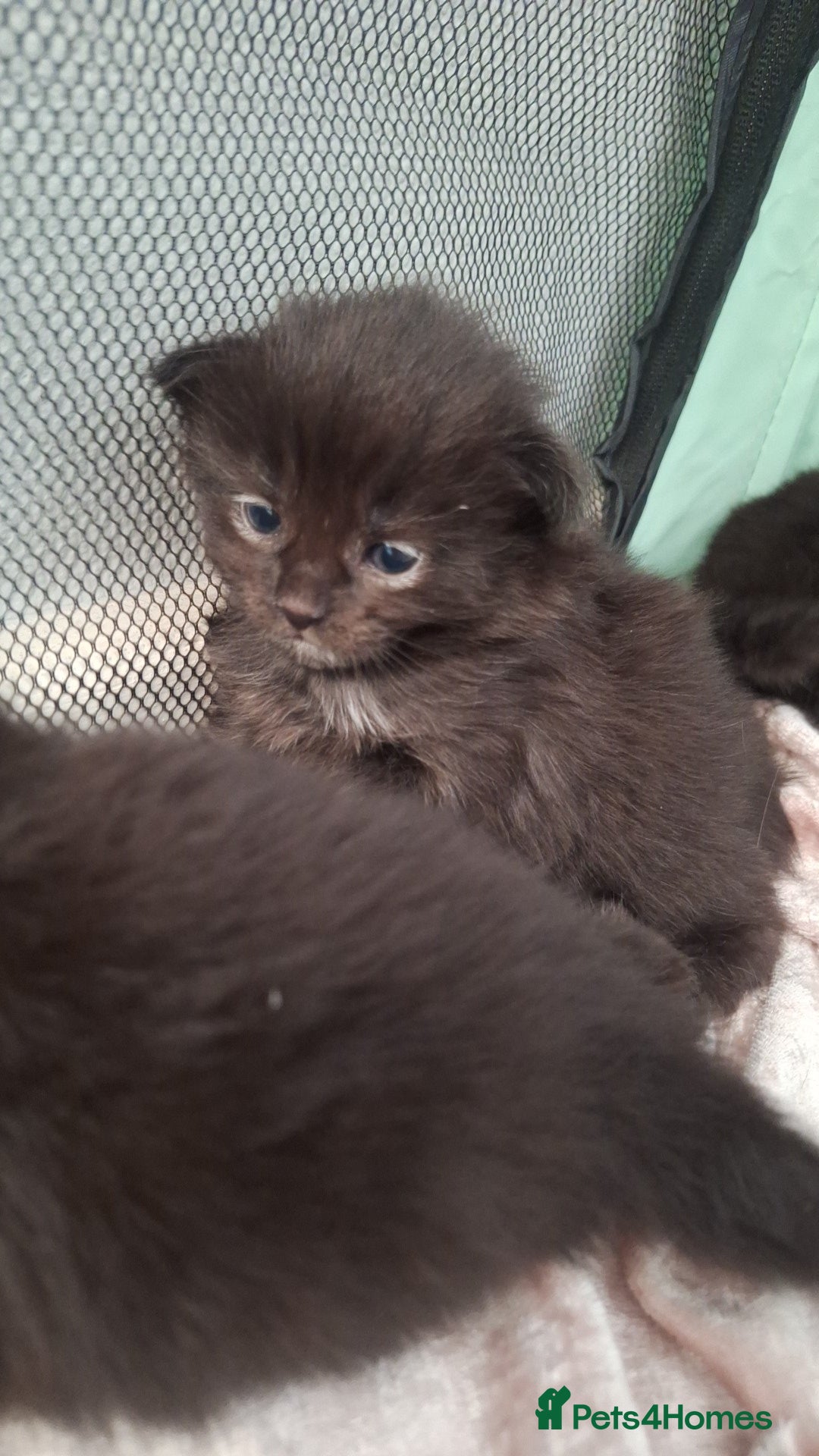 Ragdoll cats for sale: Ragdoll x Norwegian Forest x DHC - Image 11