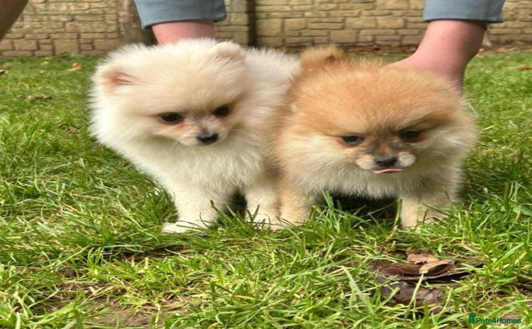 Pomeranian dogs - Advert 1