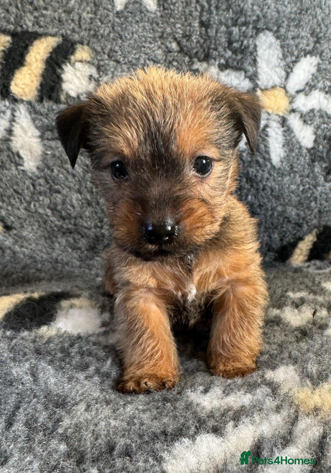 Jack Russell dogs for sale: Stunning Jack Russell pups - Image 5