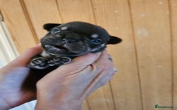 French Bulldog dogs for sale: ⚡️Exquisite 🌈 Pedigree French Bulldog Puppies ⚡️ - Image 9
