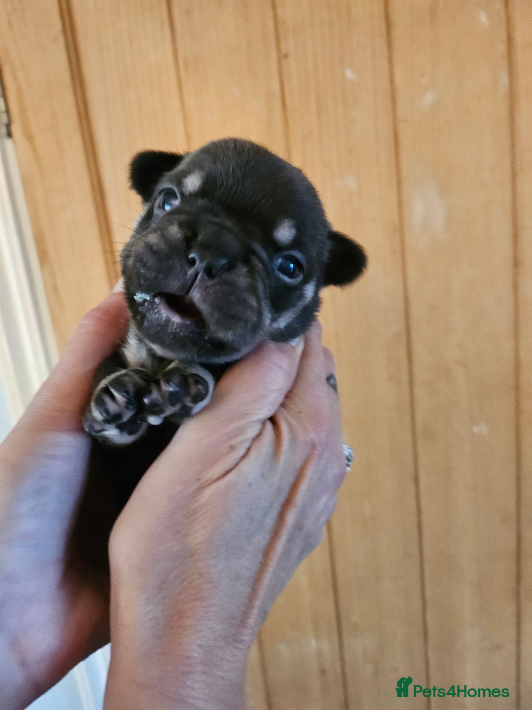 French Bulldog dogs for sale: ⚡️Exquisite 🌈 Pedigree French Bulldog Puppies ⚡️ - Image 9