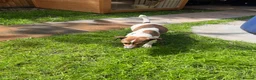 Jack Russell dogs for sale: Pure bread Jack Russell Terrier  - Advert 3