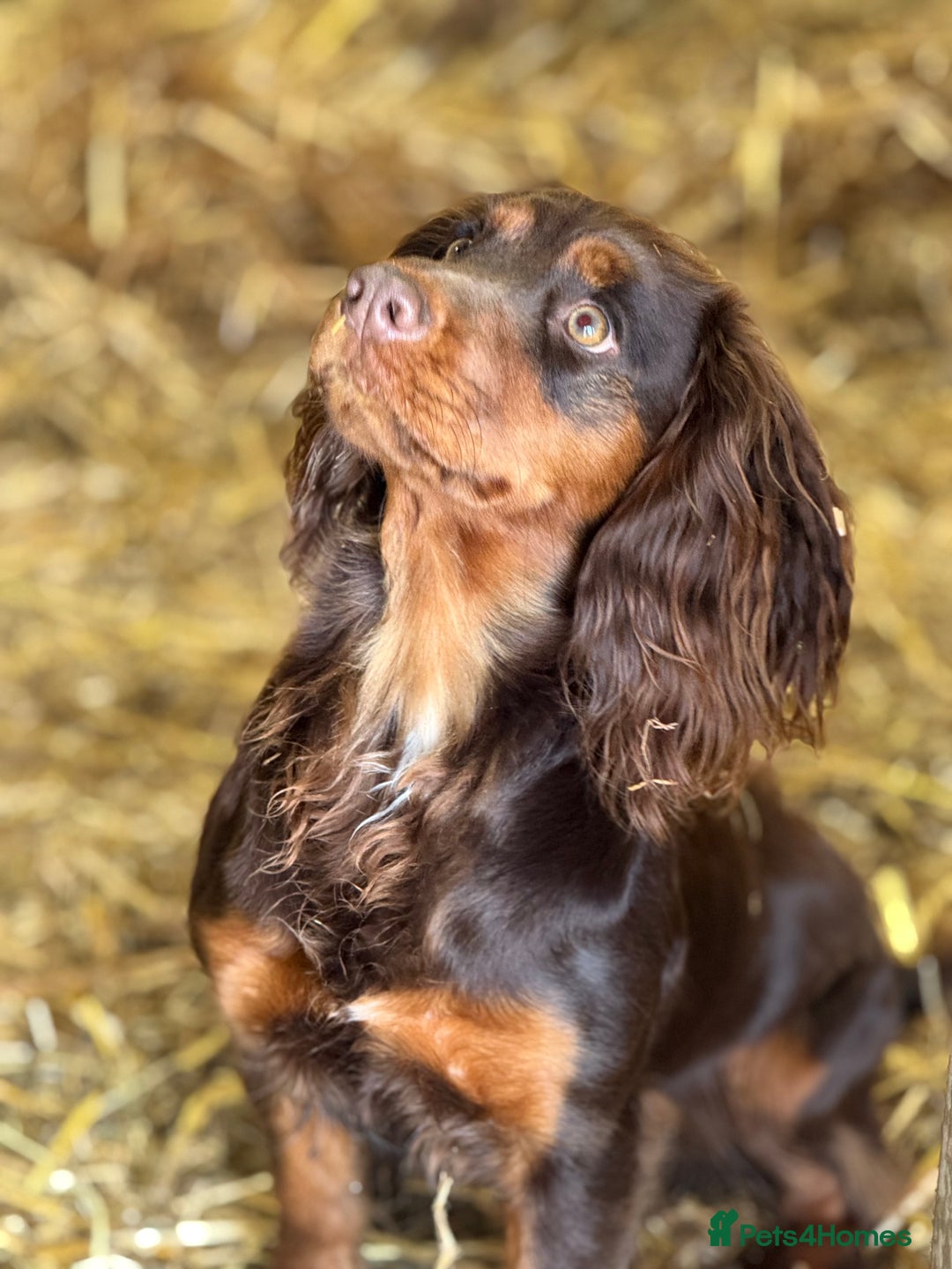 Cocker Spaniel dogs for sale: 8 health checked true quality working cocker pups - Advert 22
