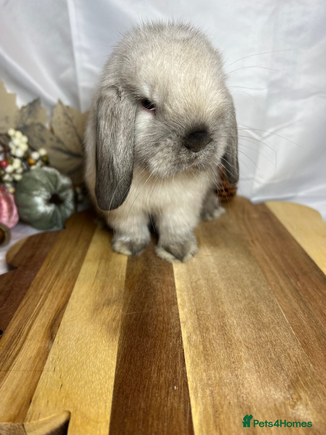 Mini Lop rabbits for sale: Beautiful Baby Mini lop Doe - Image 2