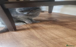 Mixed Breed cats for sale: Mixed short hair £30 - Advert 6