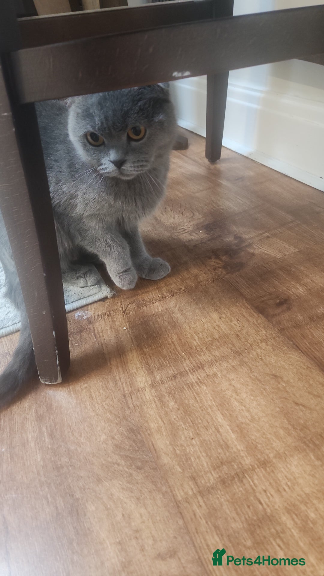 Mixed Breed cats for sale: Mixed short hair £30 - Advert 6