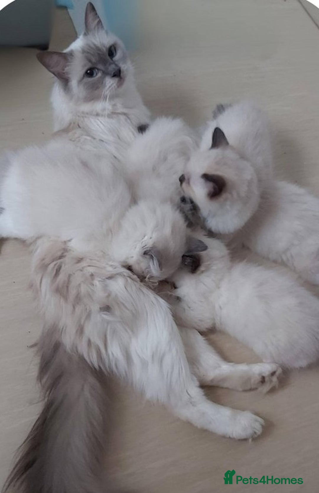 Ragdoll cats for sale: Quality Ragdolls for perfect homes - Image 8