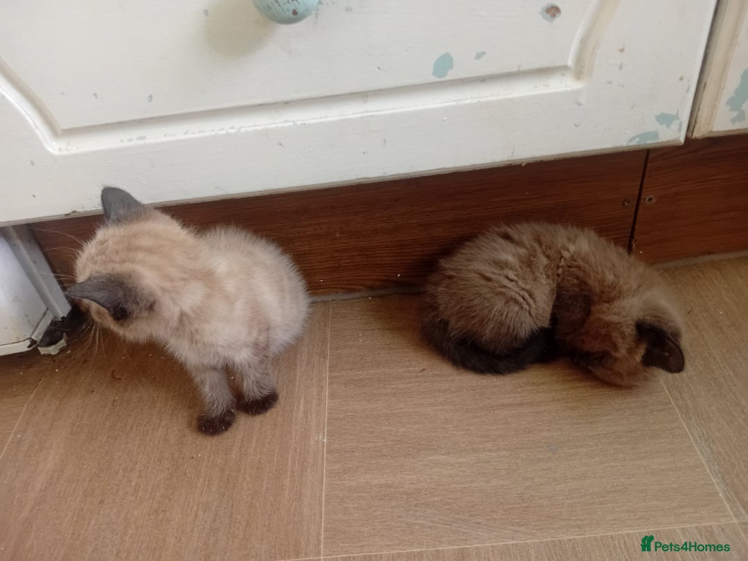 Mixed Breed cats for sale: Jolanta - Image 4