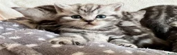 British Shorthair cats for sale: GCCF Rare Show Quality BSH Silver Tabby Kittens  - Advert 6