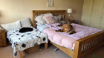 Mixed Breed dogs Tony deserves the best forever home - Advert 1