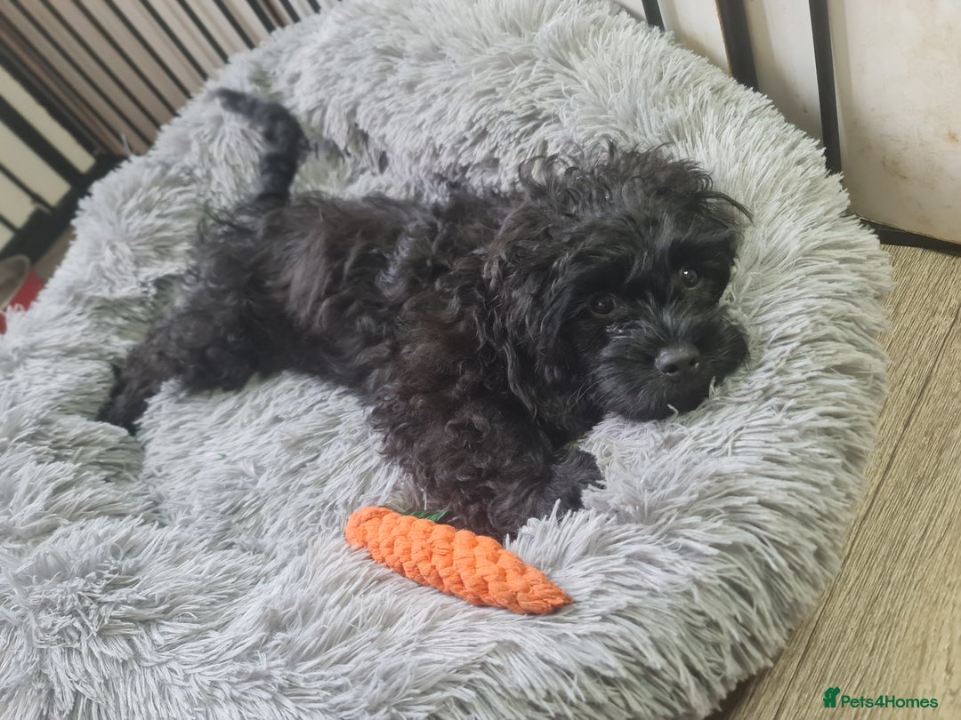 Mixed Breed dogs for sale: Poodle-Pekingese (peekapoo) pups. - Image 2