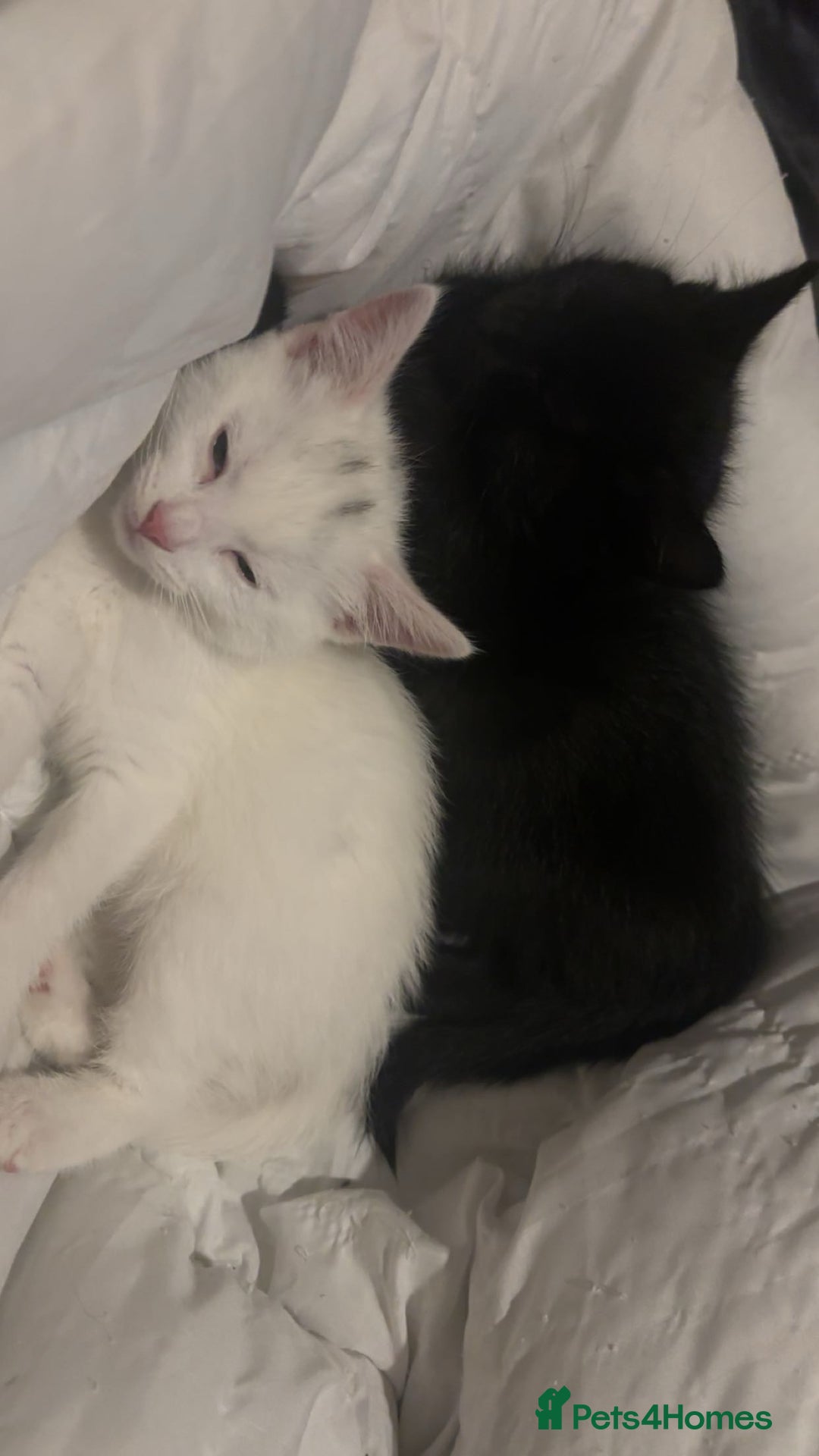 Mixed Breed cats for sale: 3 Lovely Kits for Sale  - Advert 4