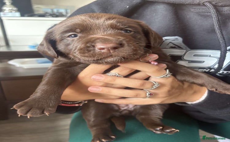 Mixed Breed dogs - Advert 8