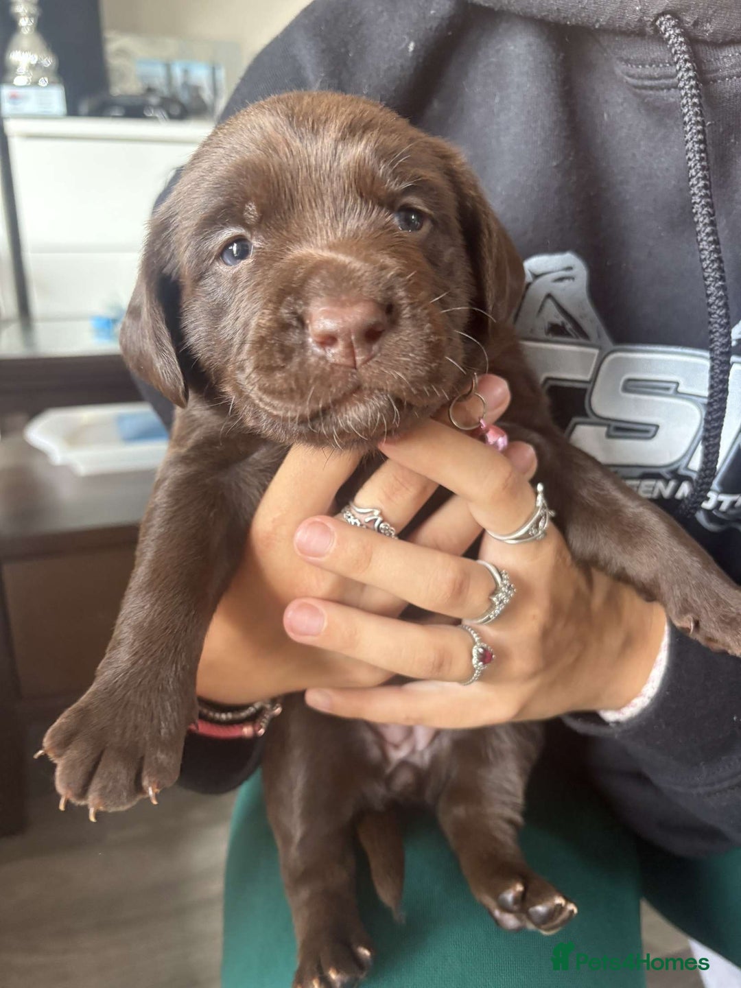 Mixed Breed dogs for sale: Adorable Lab/Spaniel/Collie Mix Puppies for Sale - Image 1