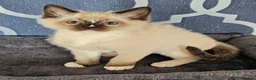 Ragdoll cats for sale: 5 Star licence held, Stunning GCCF reg kittens  - Advert 3
