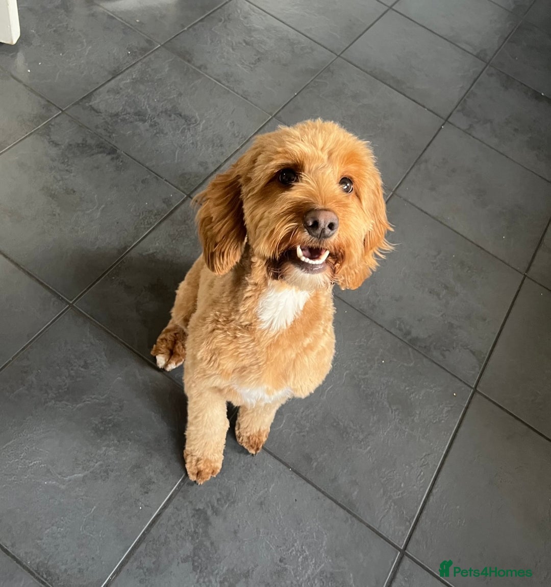 Cockapoo dogs for sale: Female cockapoo looking for her forever home - Image 4