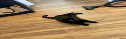 Domestic Shorthair cats for sale: Two beautiful sisters who need a loving home.  - Advert 4