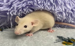 Rat rodents for sale: Pair of 4 month old female rats - Image 2