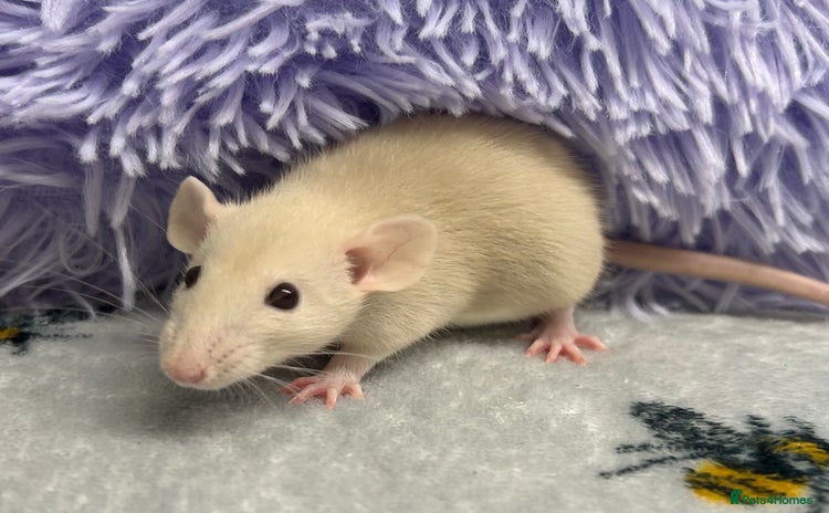 Rat rodents - Advert 4
