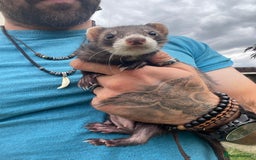 Ferret rodents for sale: Baby ferrets looking for their forever home  - Image 5