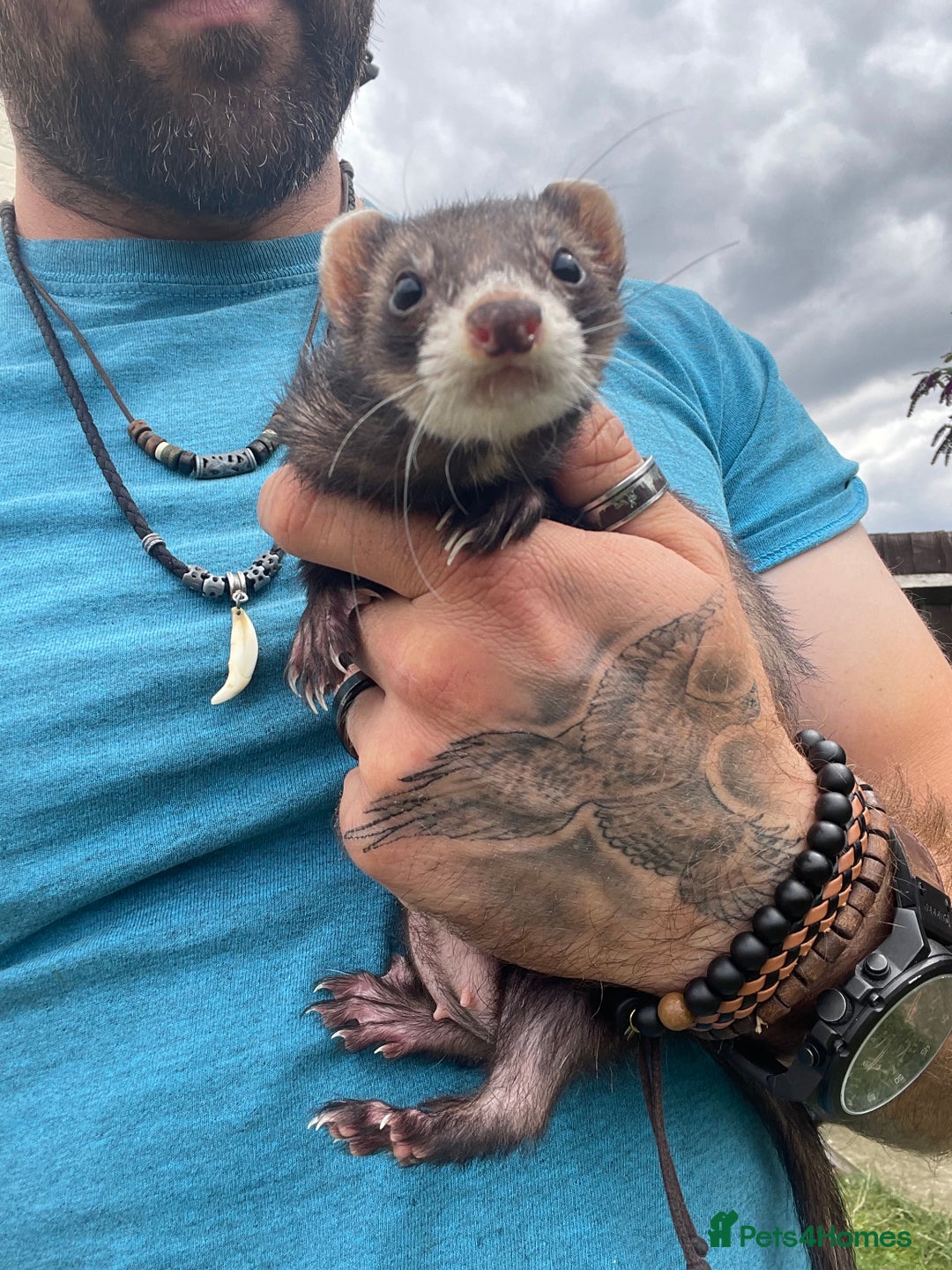 Ferret rodents for sale: Baby ferrets looking for their forever home  - Image 5