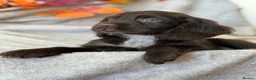 Cocker Spaniel dogs for sale: Cocker Spaniel puppies - Advert 2