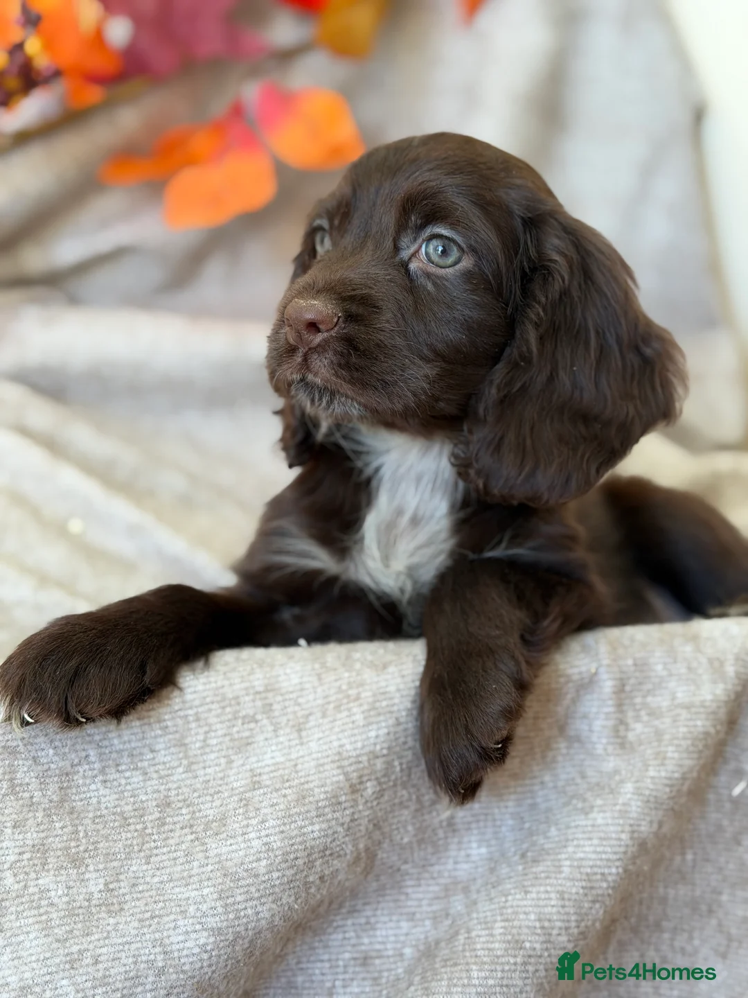 Cocker Spaniel dogs for sale: Cocker Spaniel puppies - Advert 2