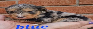 Cockapoo Puppy 1