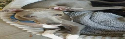 Italian Greyhound dogs for sale: Blue boy italian greyhound 7 months old - Advert 3