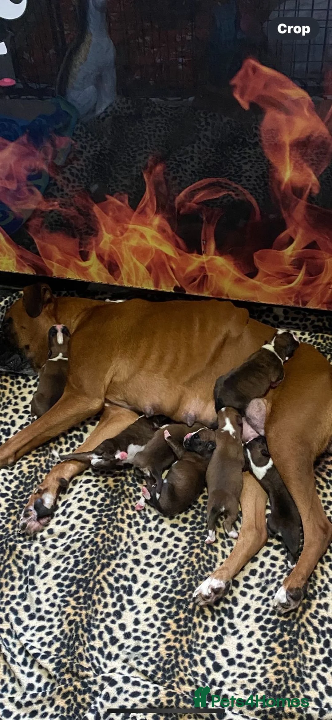 Boxer dogs for sale: Hank! in London - Advert 1