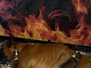 Boxer dogs Hank! - Advert 7