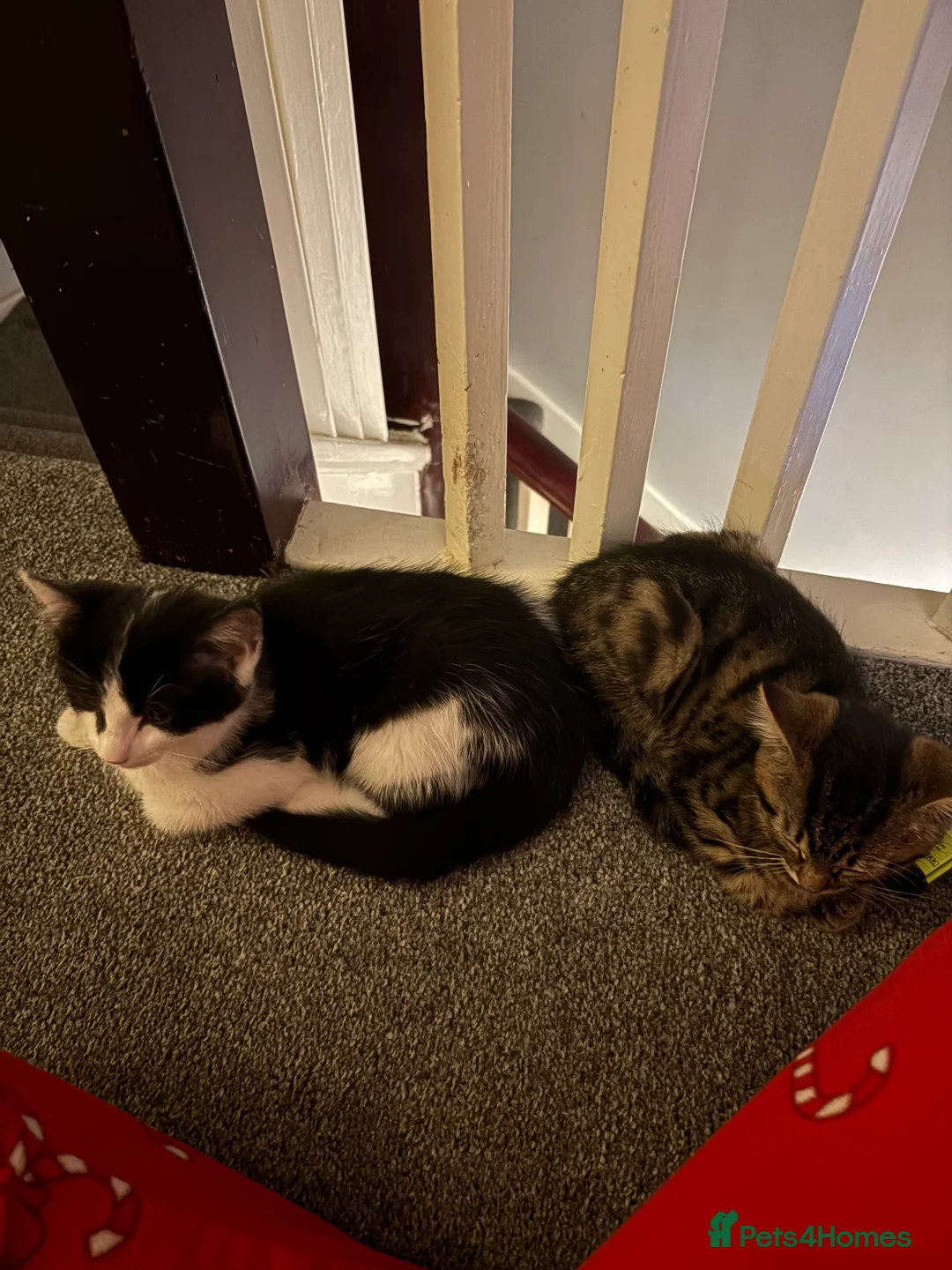 Mixed Breed cats for sale: Kittens looking to rehome  - Advert 1