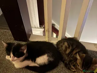 Mixed Breed cats Kittens looking to rehome - Advert 11