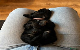 Mixed Breed dogs for sale: One off litter of Spangold Retrievers  - Image 9