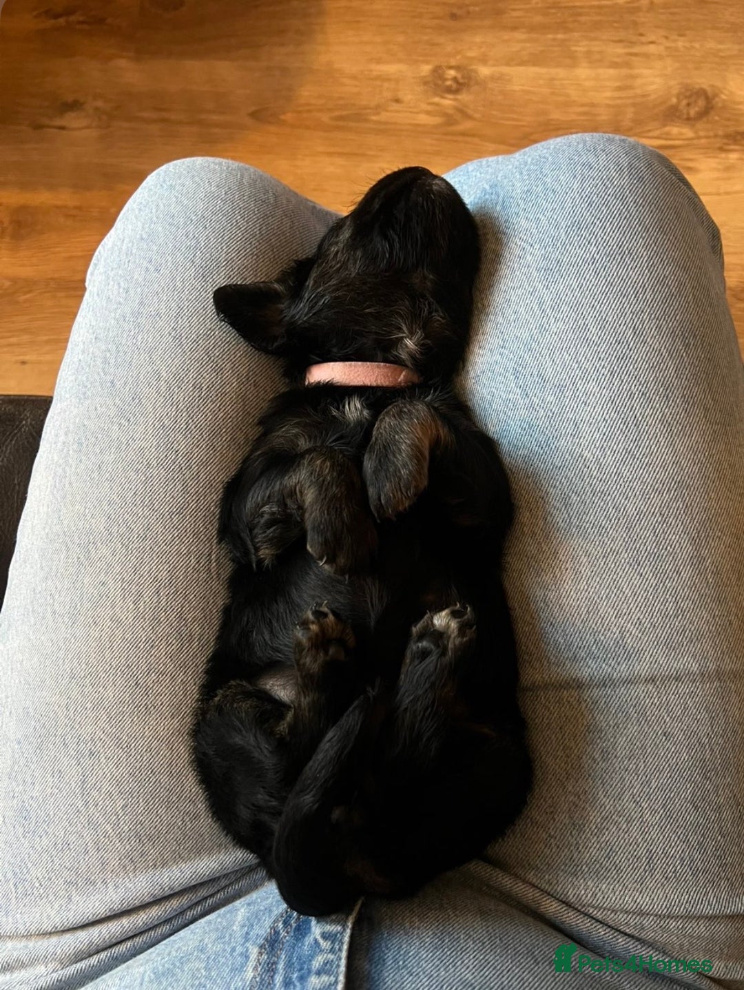Mixed Breed dogs for sale: One off litter of Spangold Retrievers  - Image 9