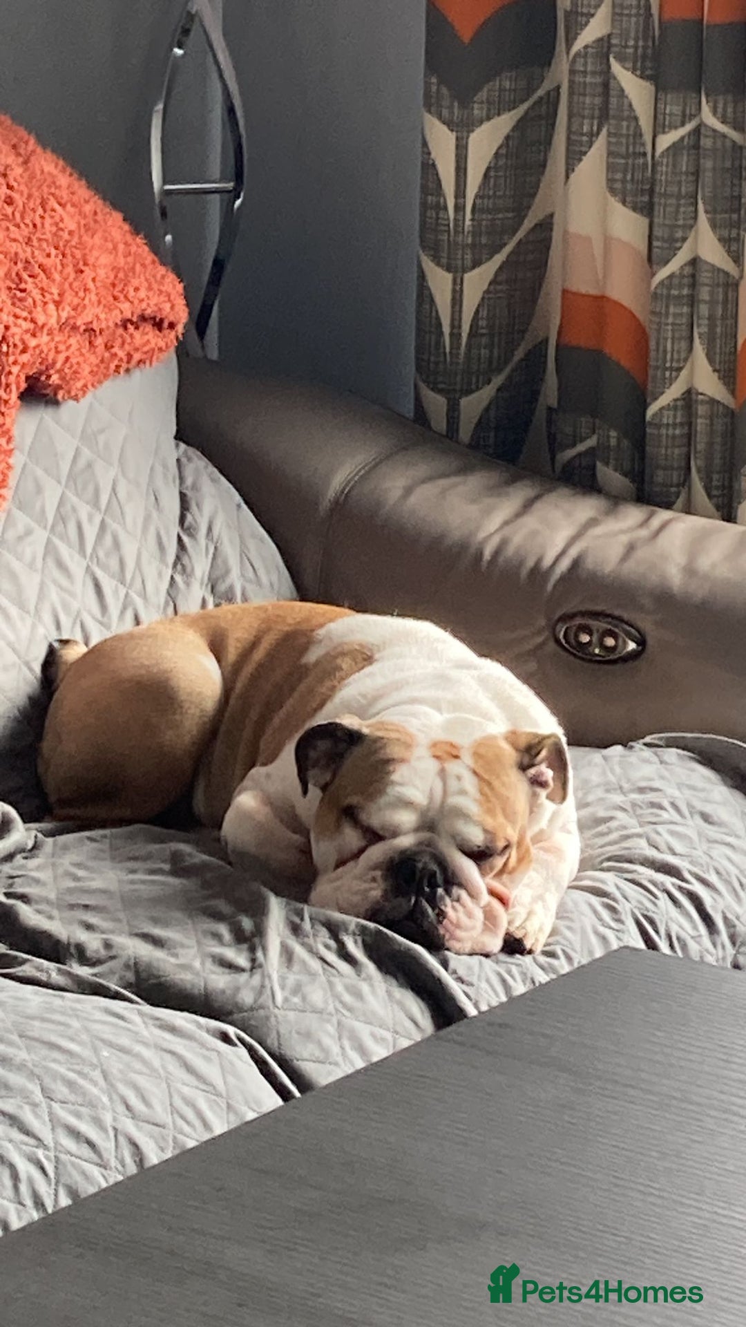 English Bulldog dogs for sale: 4 KC English Bulldog Puppies  - Image 34