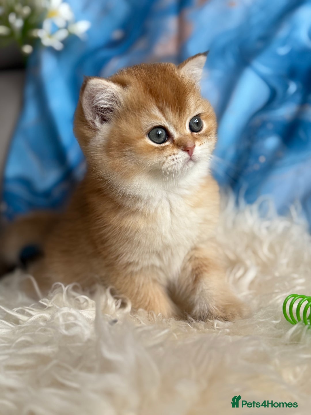 British Shorthair cats for sale: ✨ Golden BSH girls Looking for Loving Homes ✨ - Advert 15