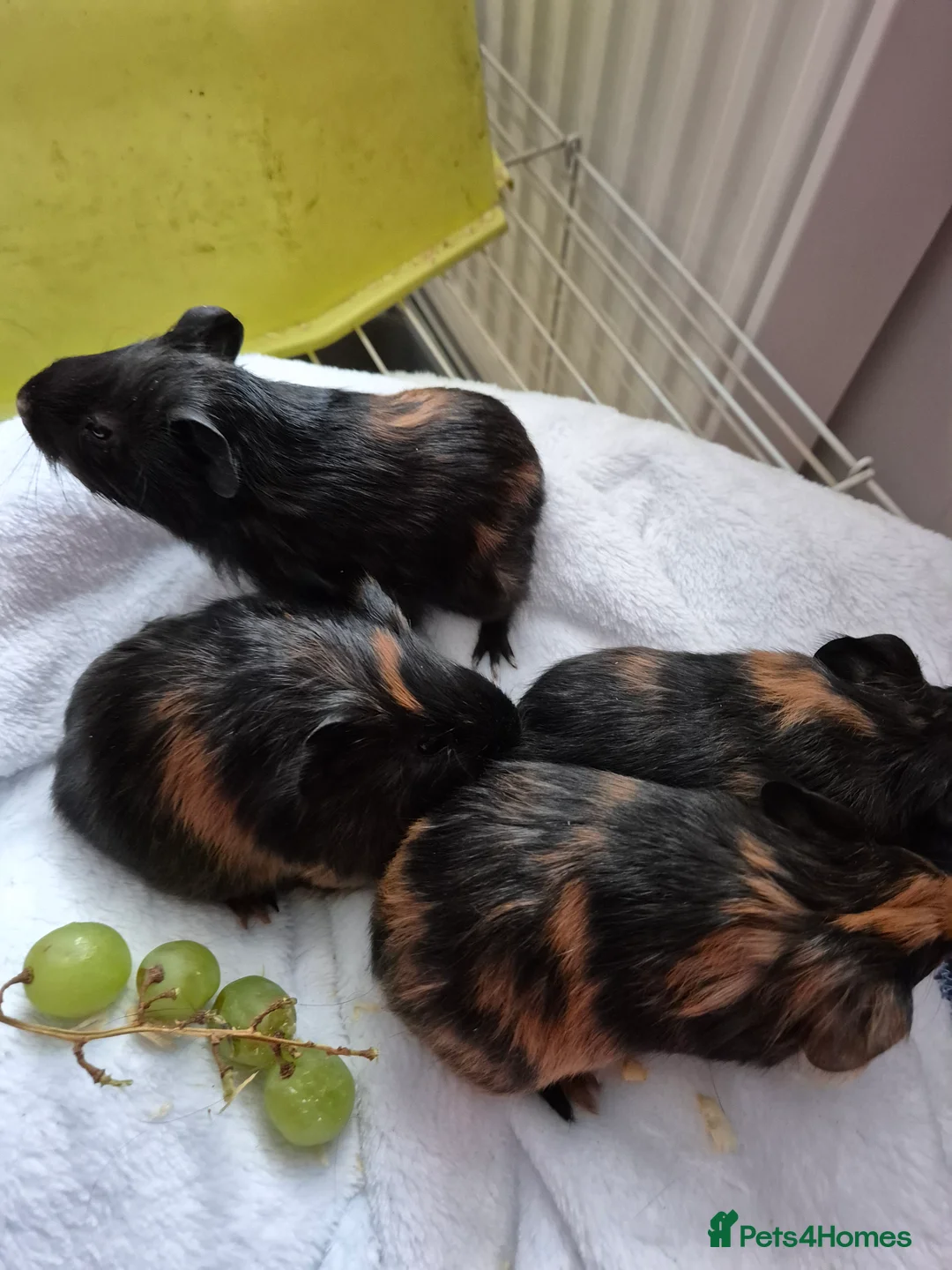 Guinea Pig rodents for sale: 2 female guinea pigs - Advert 2