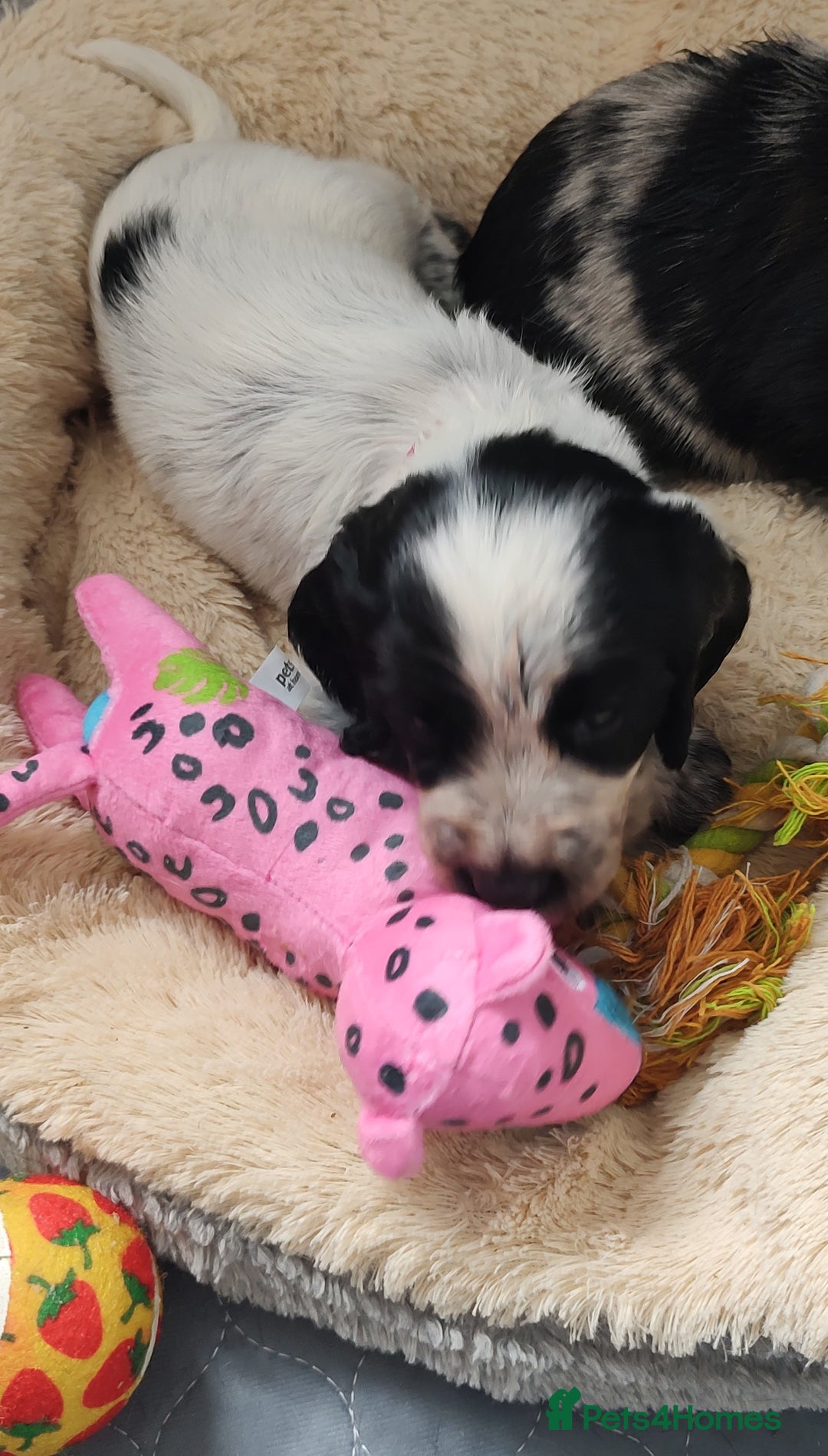 Sprocker dogs for sale: STRIKING SPROCKER SPANIEL PUPPIES  - Image 5