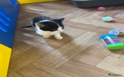 British Shorthair cats for sale: Black and white kittens for sale - Image 8