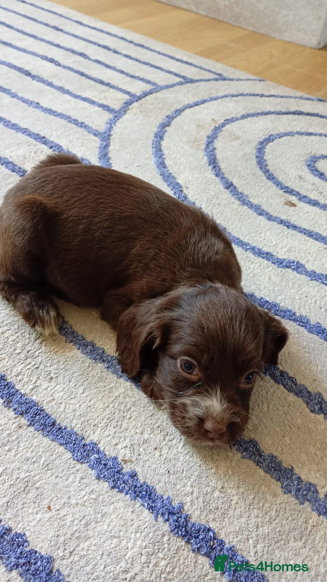 Sprocker dogs for sale: Sprocker puppies in Thetford - Advert 6