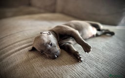 Italian Greyhound dogs for sale: KC Reg Italian Greyhound puppies - Only 1 boy left - Image 3