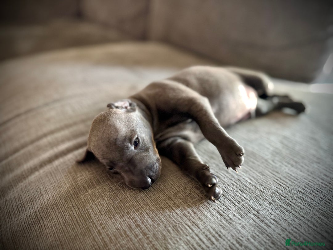 Italian Greyhound dogs for sale: KC Reg Italian Greyhound puppies - Only 1 boy left - Image 3