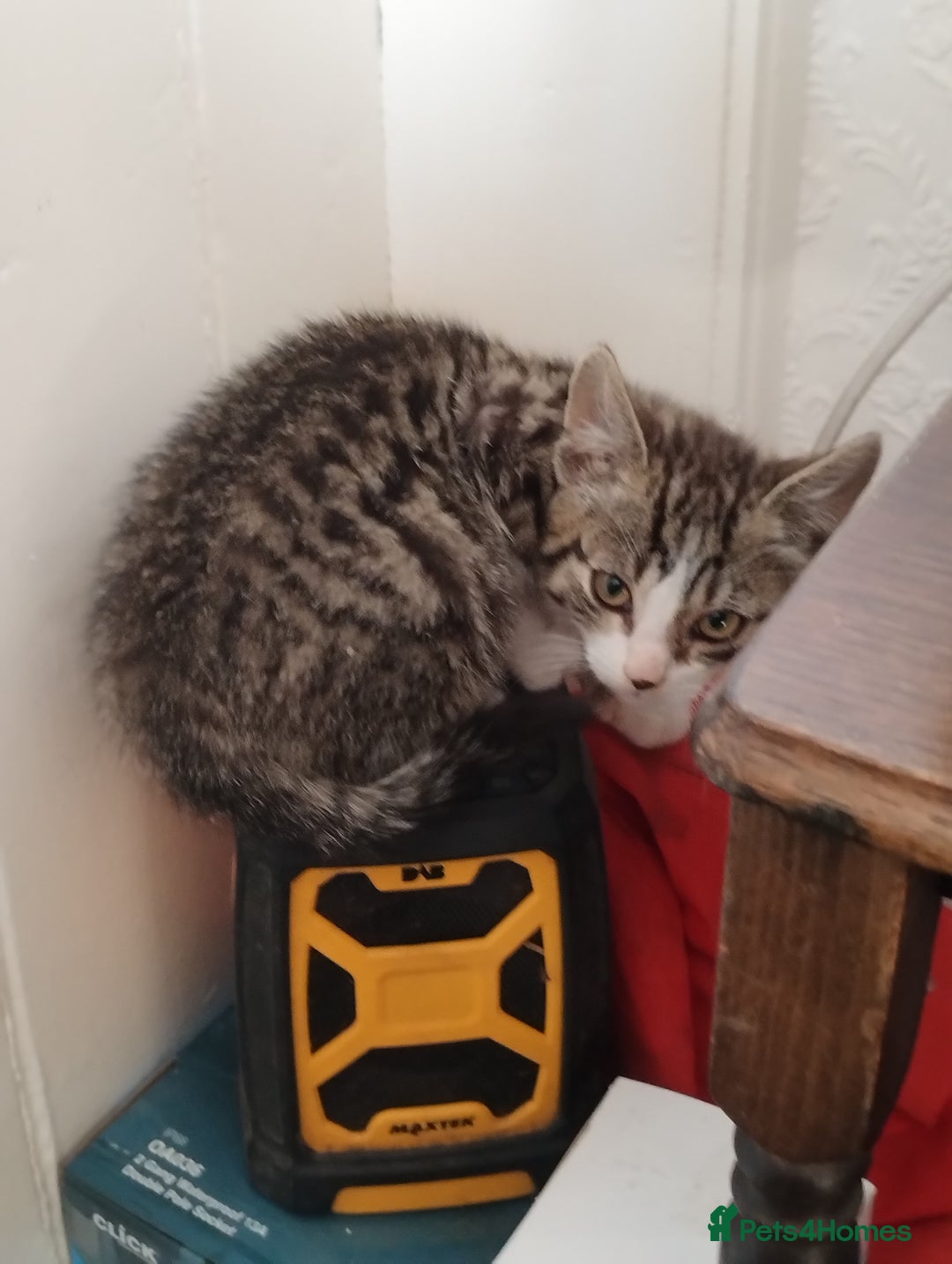 Mixed Breed cats for sale: Beautiful kitten's  - Image 7