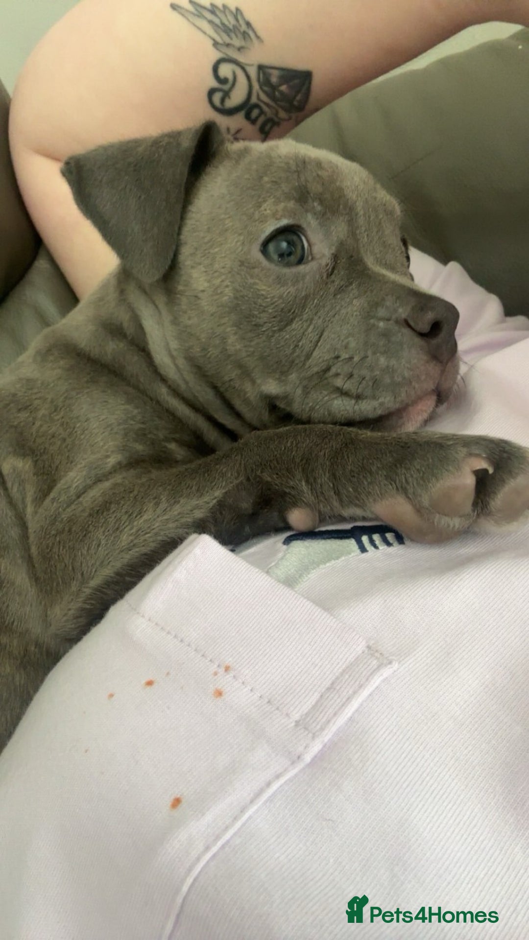 Mixed Breed dogs for sale: Classic American Bully  - Image 2