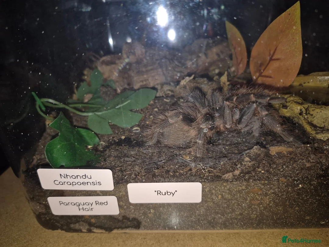 Spiders invertebrates for sale: Various tarantulas for sale - Advert 7