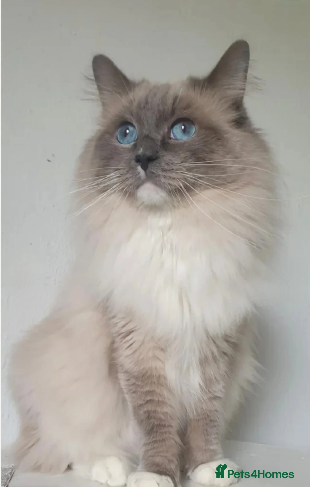 Ragdoll cats for stud: ❤️Magnificent GCCF Active Registered Stud❤️ - Advert 2
