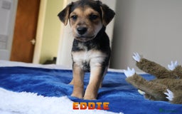 Mixed Breed dogs for sale: Parson Russell Cross Puppies  - Image 24