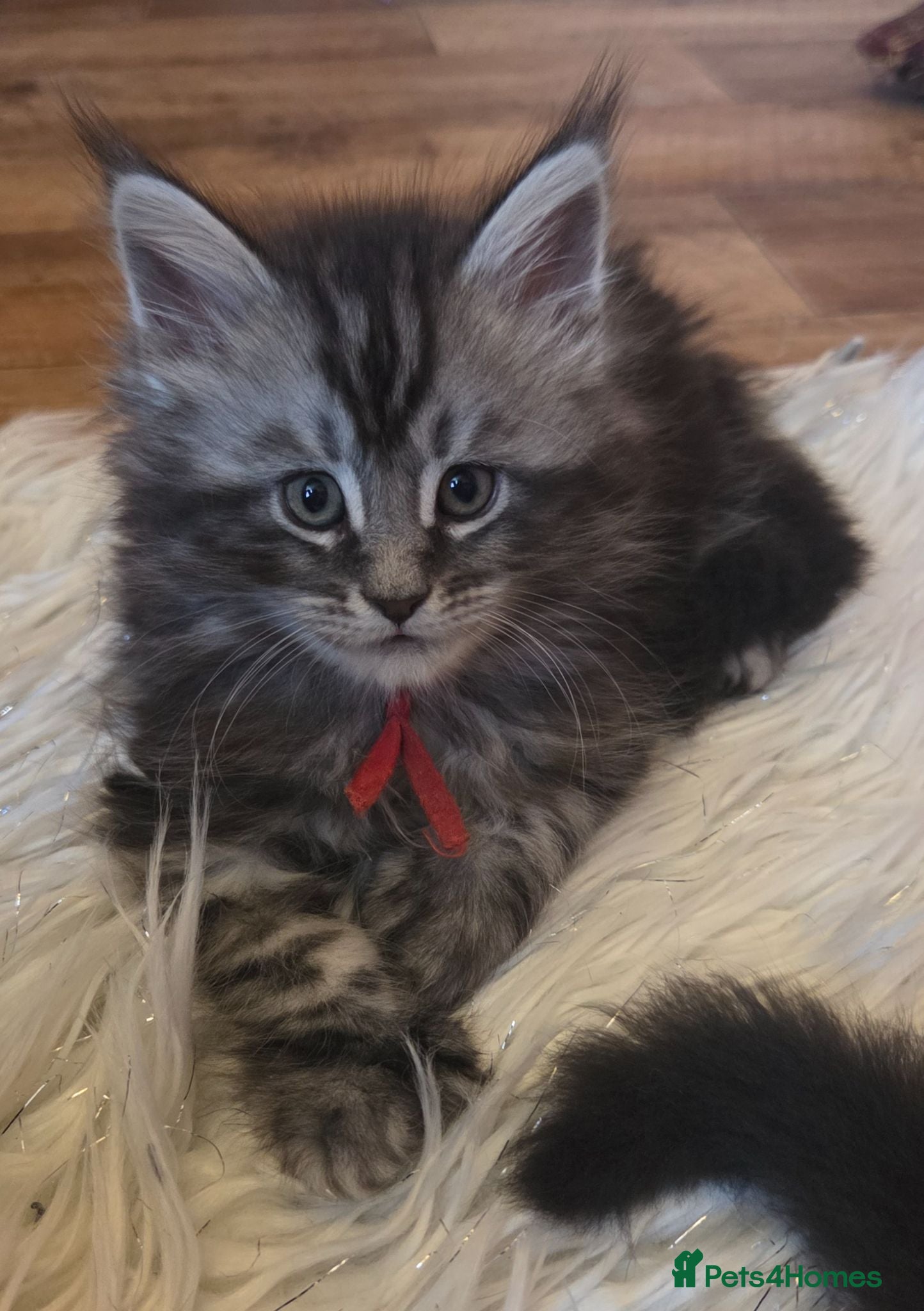 Maine Coon cats Mainecoon tica reg polydactyl kittens - Advert 1