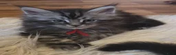 Maine Coon cats for sale: Mainecoon tica reg polydactyl kittens - Advert 1